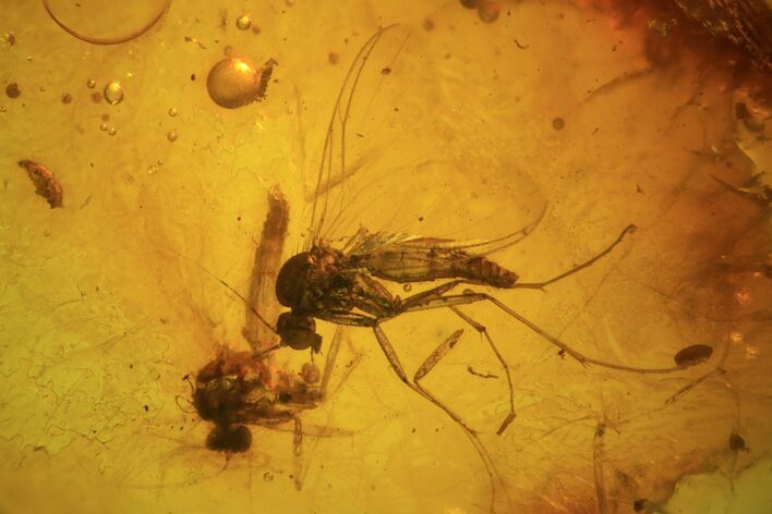 Two Fossil Flies (Diptera) In Baltic Amber #84619